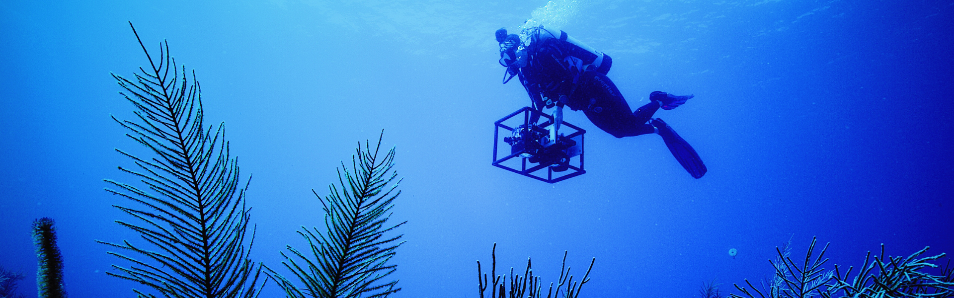 OceanXperience exhibition at Queensland Museum Kurilpa